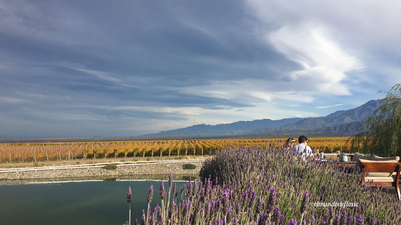 Campo de lavanda con viñedos de fondo